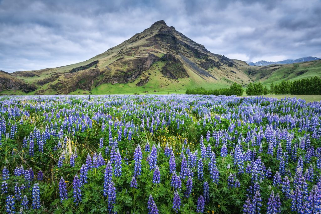 IJslandse natuur 